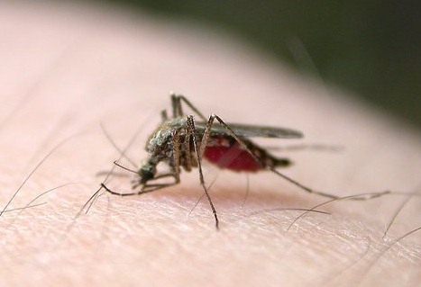 巴西科学家为蚊子接种细菌 以消灭登革热_科技_腾讯网.jpg