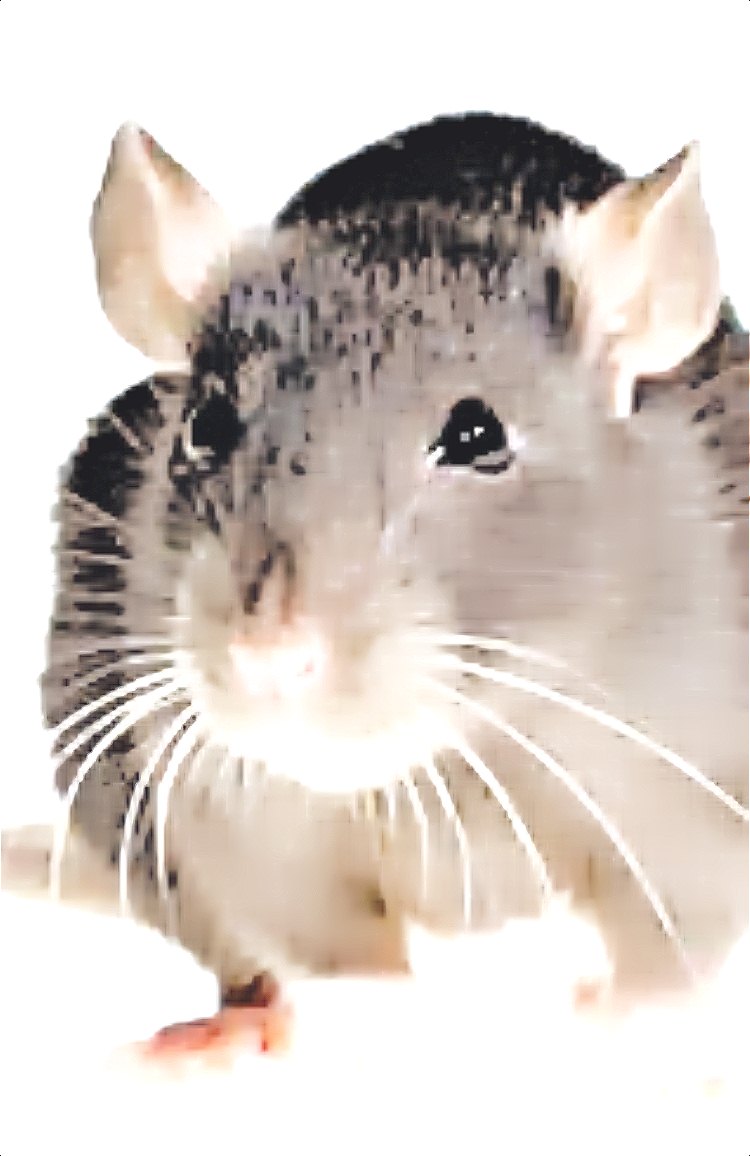 超级老鼠不怕鼠药(图).jpg