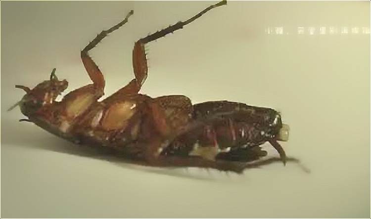 蟑螂 (25).png