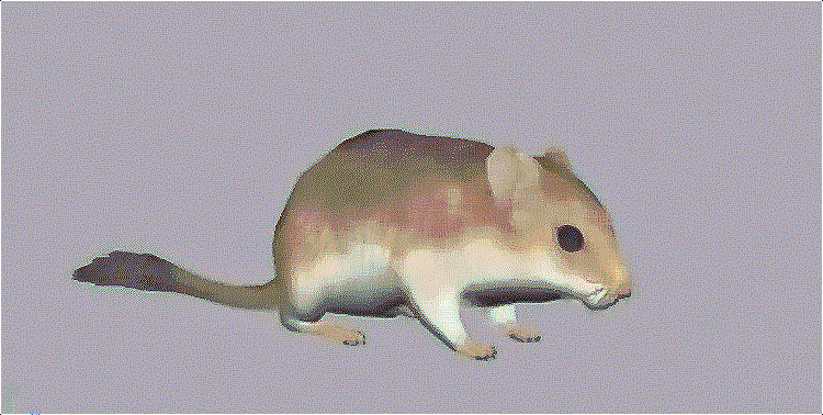老鼠 (10).gif