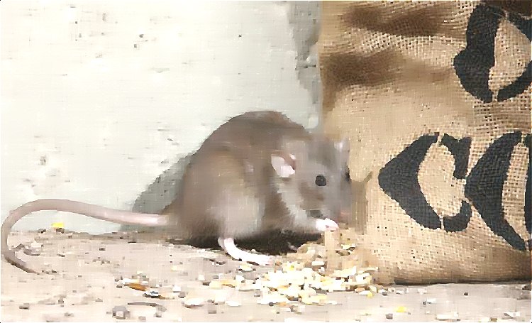 老鼠 (50).jpg