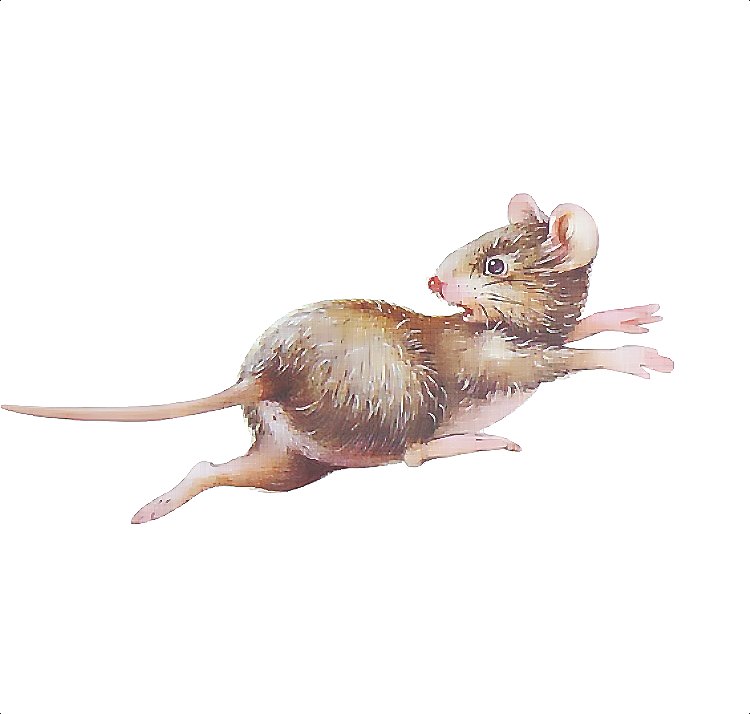 老鼠 (180).jpg