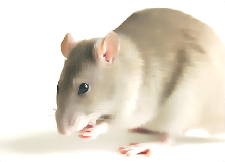 老鼠 (393).jpg