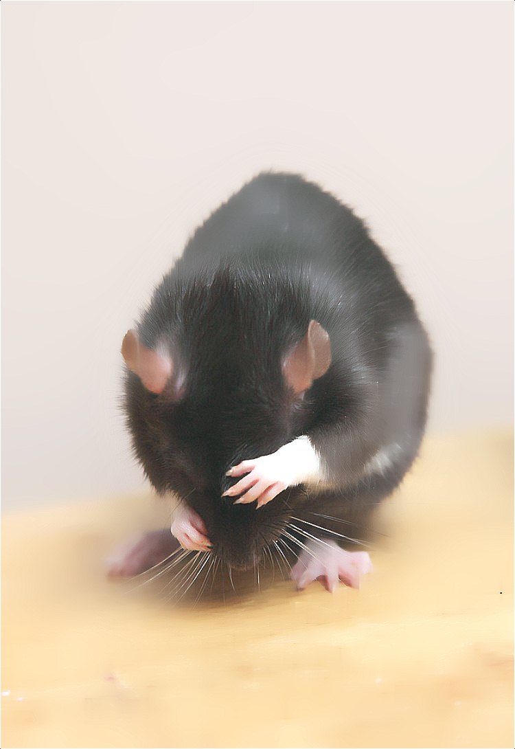 老鼠 (1246).jpg