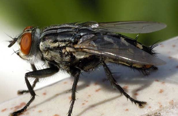 深圳杀虫公司讲解苍蝇的种类及生态习惯和灭苍蝇最有效的方法