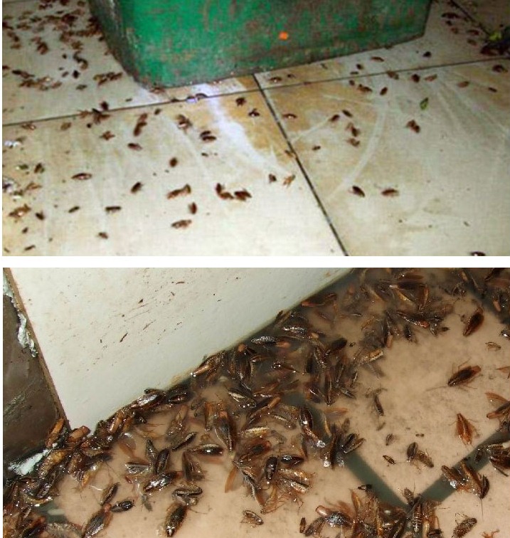 深圳灭蟑螂公司分享灭蟑螂药对孕妇有伤害吗