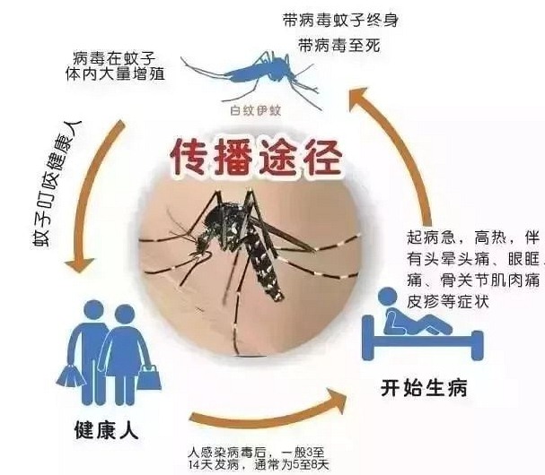 深圳杀虫公司如何灭蚊子 (322).jpg